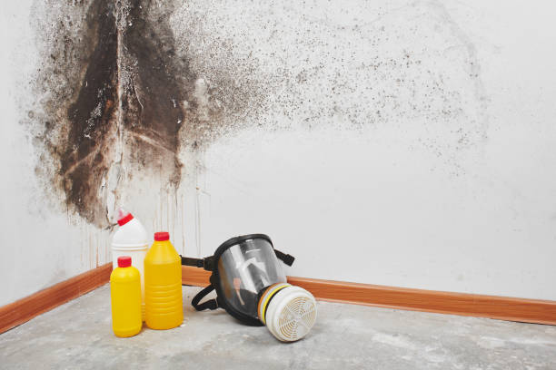 Mold Removal Process in Ipswich, SD