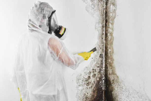 Best Mold Cleaning Services  in Ipswich, SD
