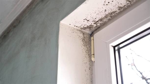 Best Commercial Mold Removal  in Ipswich, SD