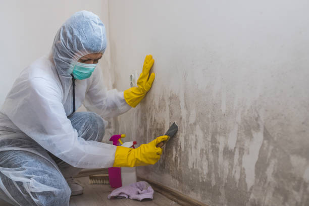 Mold Removal and Inspection in Ipswich, SD