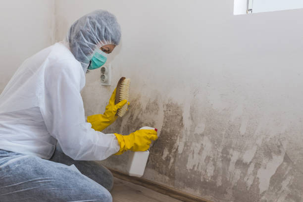 Best Mold Damage Repair  in Ipswich, SD