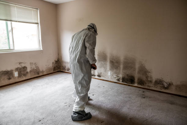 Best Local Mold Removal Service  in Ipswich, SD